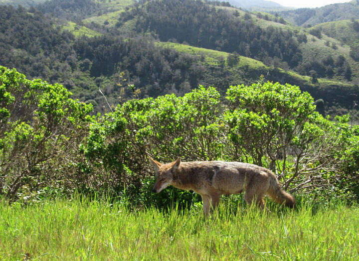 Coyote